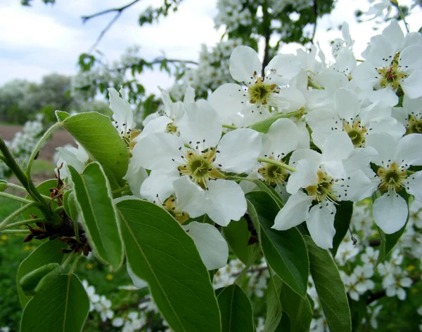 White Flowers Pear Blossom Tree Branch Spring — Foto de Stock