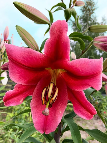 Beautiful Red Lily Summer Garden — Stockfoto