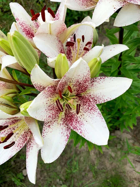 Beautiful Lily Flowers Summer Garden — Stockfoto