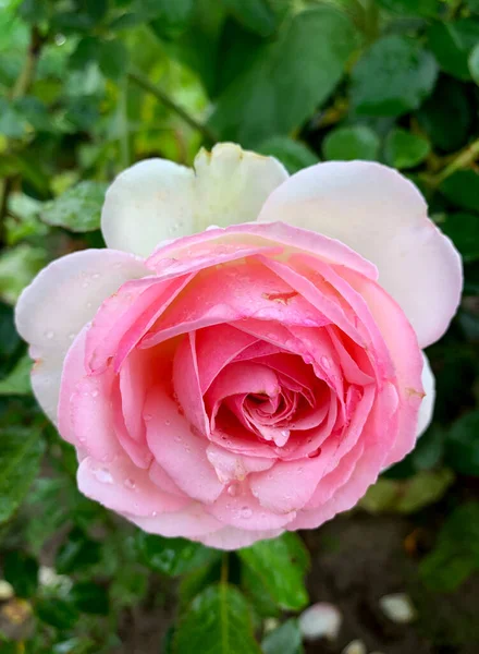 Pink Rose Rain Garden — Fotografia de Stock
