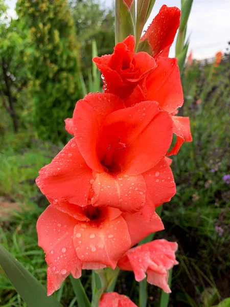 Beautiful Coral Gladiolus Summer Garden Rain — Stockfoto