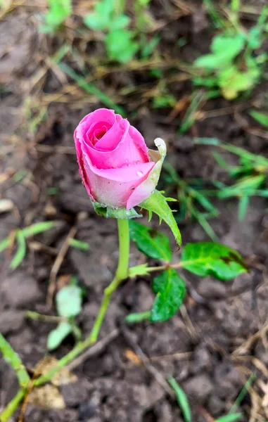 Close Pink Rose Bud Summer Garden — Stockfoto