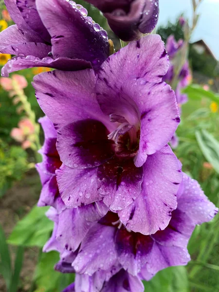 Purple Gladiolus Flower Rain Summer Garden Close — Foto de Stock