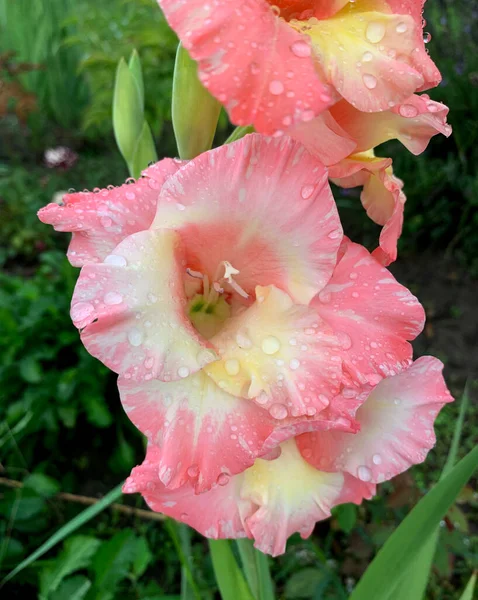Beautiful Colorful Gladiolus Growing Garden Rain — Stockfoto