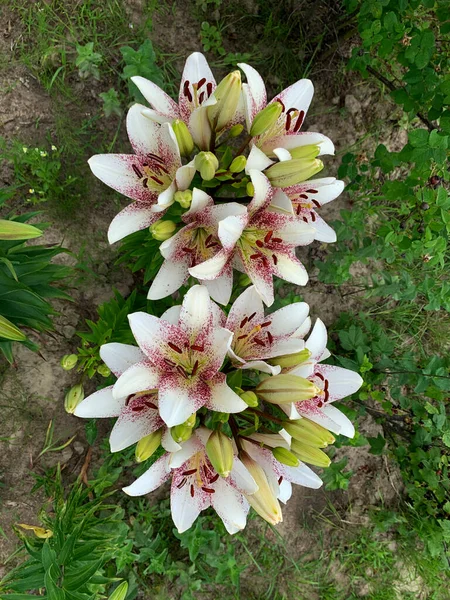 White Lilies Summer Garden — Stockfoto