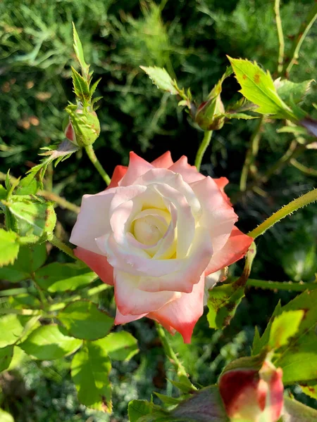 Beautiful Botanical Shot Natural Wallpaper Rose Summer Garden — 스톡 사진