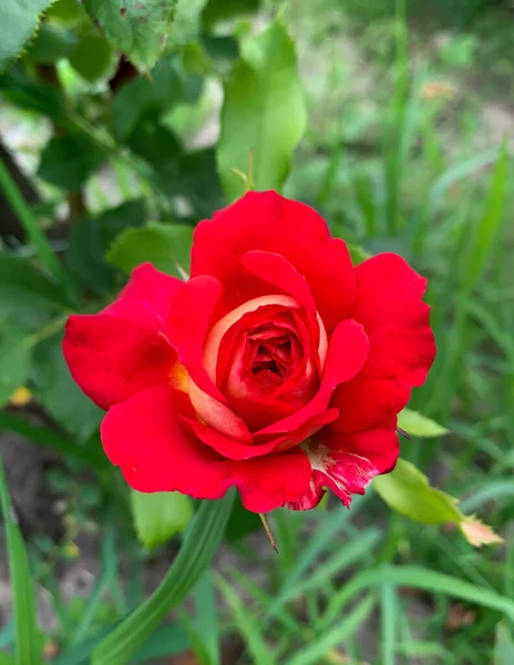 Hermosa Rosa Roja Jardín Verano — Foto de Stock