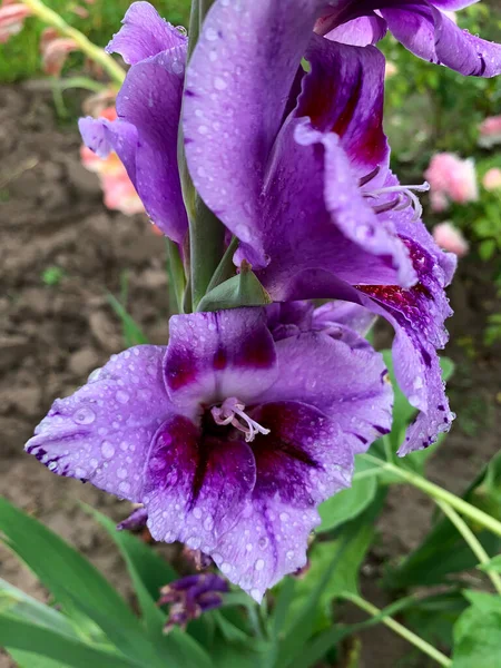 Purple Gladiolus Flowers Summer Garden — Stockfoto