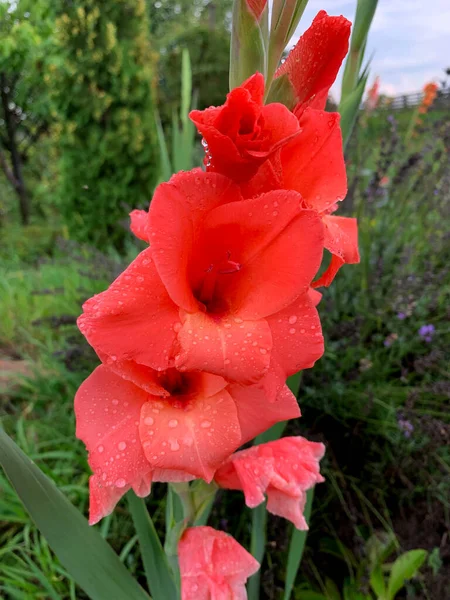 Red Gladiolus Summer Garden Rain — Stockfoto