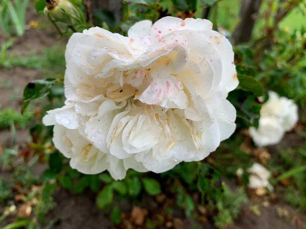 Beautiful White Rose Garden Blurred Background Green Foliage Rain — Stockfoto