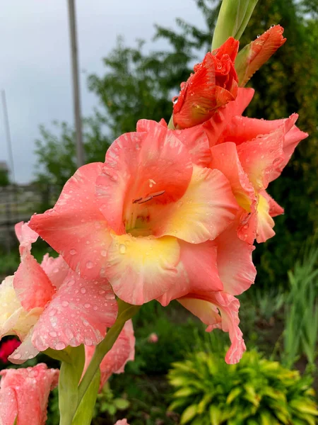 Close Beautiful Gladiolus Flowers Rain Floral Concept Background — Stockfoto