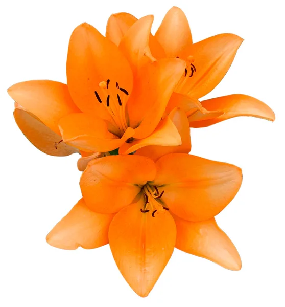 beautiful orange lilies isolated on white background