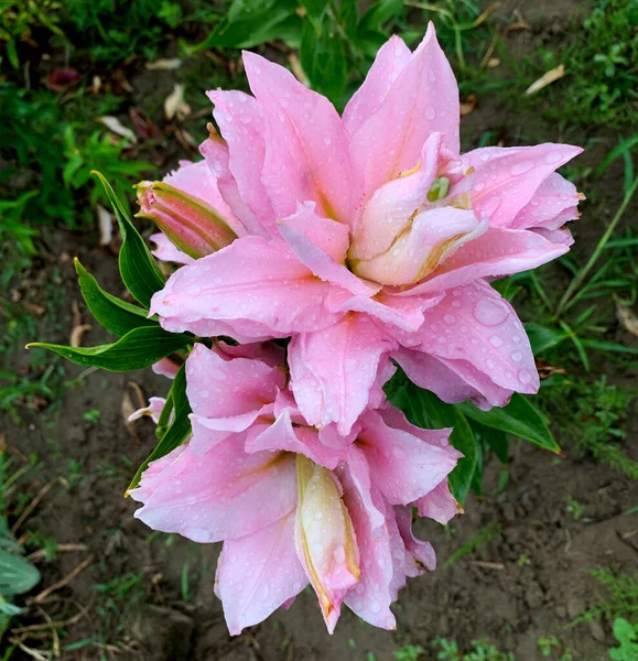 Lovely Fresh Pink Lilies Summer Garden Rain — Stockfoto