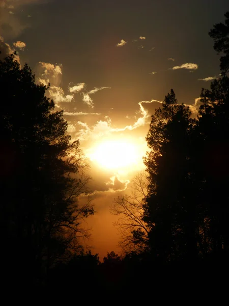 Beautiful Sunset Dark Silhouettes Trees Forest — Stok fotoğraf