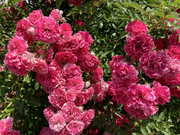 Beautiful Blooming Climbing Rose Garden Sunny Summer Day — Stockfoto
