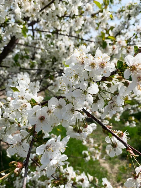 Белые Весенние Цветы Прекрасные Цветущие Вишни Мягкими Лепестками — стоковое фото