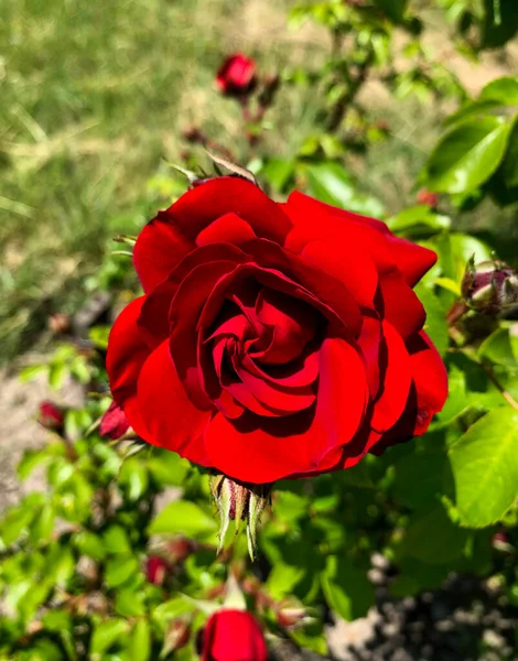 Beautiful Dark Red Rose Summer Garden — 스톡 사진