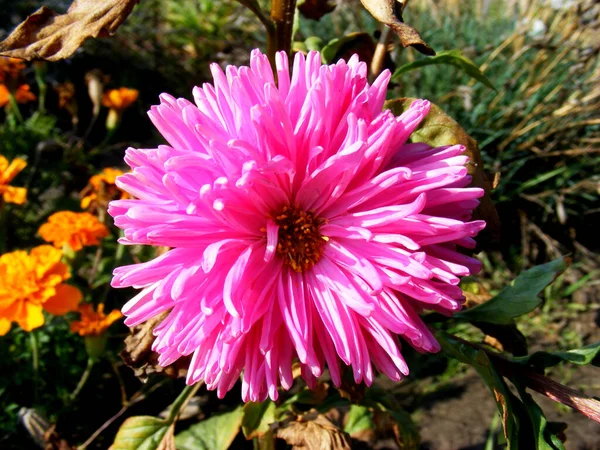 Colorful Aster Flower Blurred Background Flowerbed — Foto de Stock