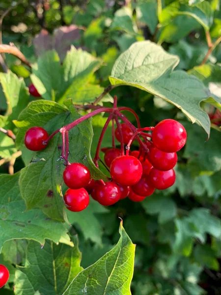 Red Viburnum Berries Growing Garden Symbol Ukraine — ストック写真