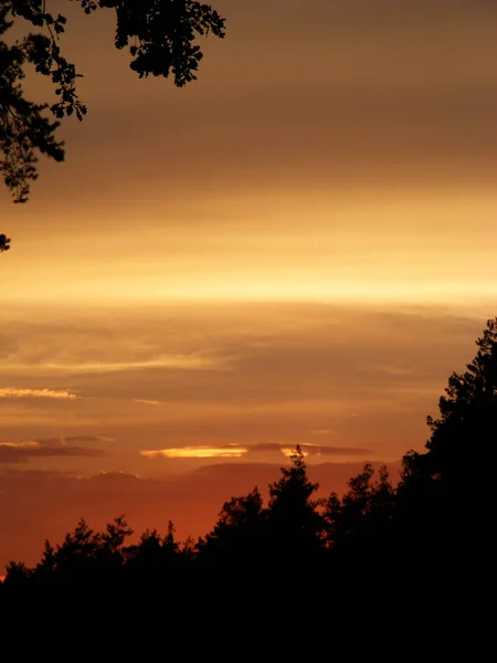 Beautiful Sunset Forest Backlight — Fotografia de Stock
