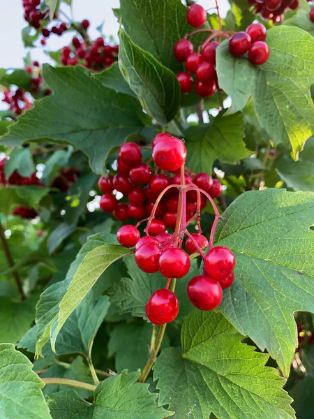 Red Berries Viburnum Branch Symbol Ukraine — Foto de Stock