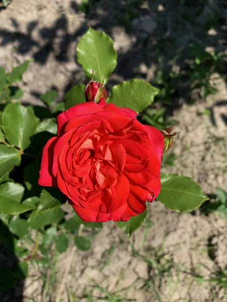 Bella Rosa Rossa Nel Giardino Estivo — Foto Stock