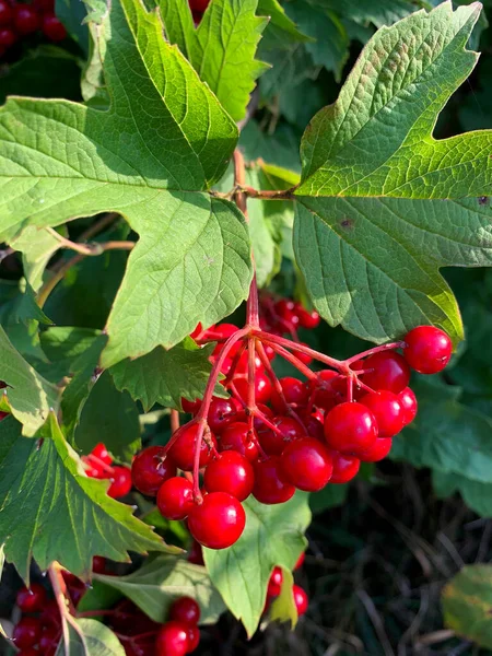 Red Viburnum Berries Growing Summer Garden Symbol Ukraine — ストック写真