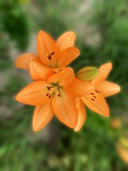 Mooi Oranje Lelies Tuin — Stockfoto