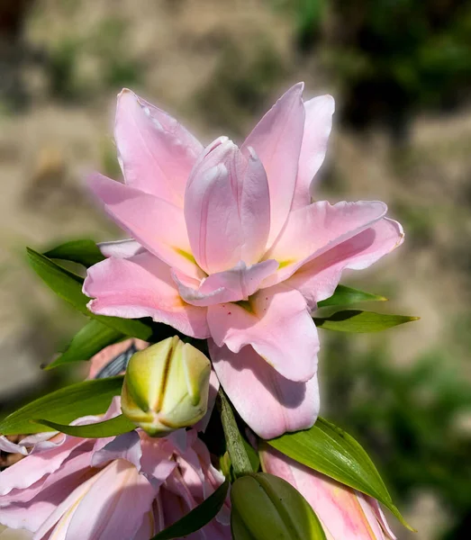 Κοντά Ένα Όμορφο Ροζ Λουλούδι Κρίνου Έναν Κήπο — Φωτογραφία Αρχείου