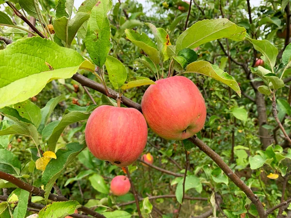 Apfelgarten Mit Roten Blättern — Stockfoto