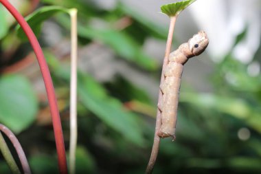 Solucanlar dala tırmanıp yemek yiyecekler. Güzel tırtıl yeşil yaprağın üzerinde sürünüyor