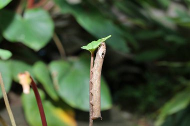 Solucanlar dala tırmanıp yemek yiyecekler. Güzel tırtıl yeşil yaprağın üzerinde sürünüyor