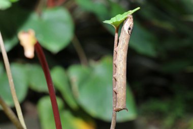 Solucanlar dala tırmanıp yemek yiyecekler. Güzel tırtıl yeşil yaprağın üzerinde sürünüyor