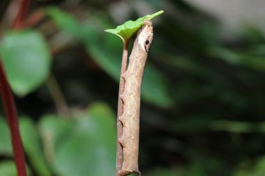 Solucanlar dala tırmanıp yemek yiyecekler. Güzel tırtıl yeşil yaprağın üzerinde sürünüyor