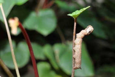 Solucanlar dala tırmanıp yemek yiyecekler. Güzel tırtıl yeşil yaprağın üzerinde sürünüyor