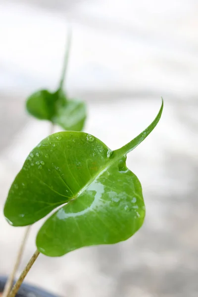 Листок Alocasia Stingray Рослина Має Унікальне Листя — стокове фото