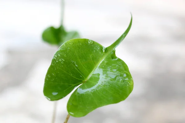 카시아 잎입니다 식물은 가지고 — 스톡 사진