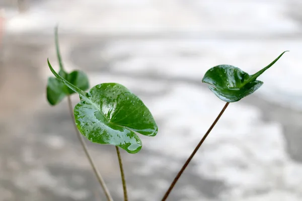 Alocasia Stingray yaprağı. Bu bitkinin eşsiz yaprakları var..