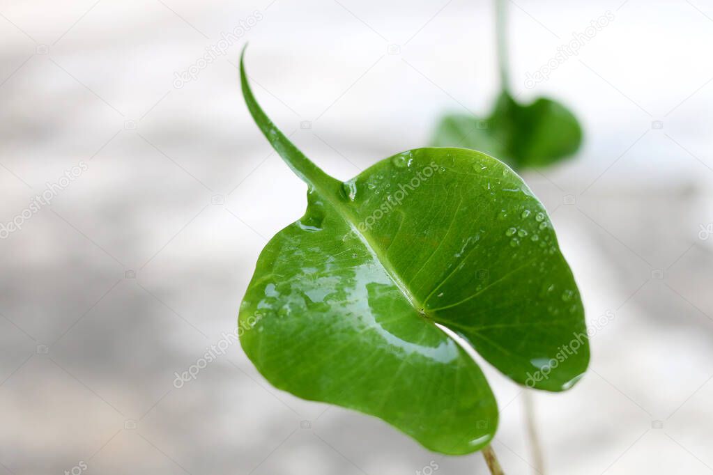 The Alocasia Stingray leaf. This plant has unique leaves.