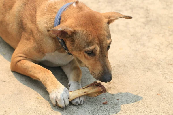 Kahverengi Tayland Köpeği Yerde Yatıyor Kemikleri Yiyor — Stok fotoğraf