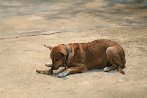 Brown Thai Dog Lying Floor Eat Bones — Stock Photo, Image