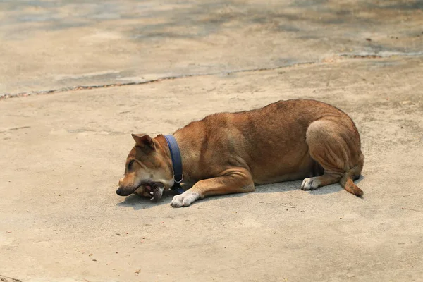 Brown Thai Dog Lying Floor Eat Bones — Stock Photo, Image