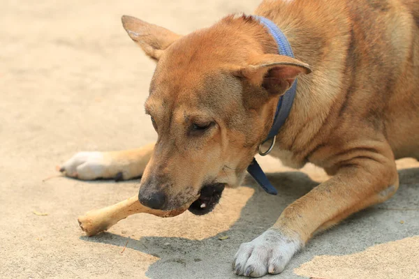 Kahverengi Tayland Köpeği Yerde Yatıyor Kemikleri Yiyor — Stok fotoğraf