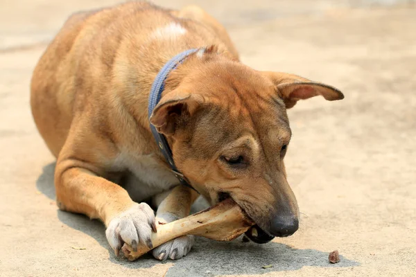 Kahverengi Tayland Köpeği Yerde Yatıyor Kemikleri Yiyor — Stok fotoğraf