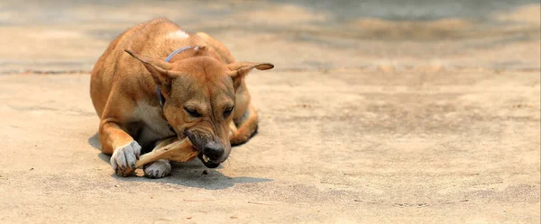 Brown Perro Tailandés Tirado Suelo Comer Huesos — Foto de Stock