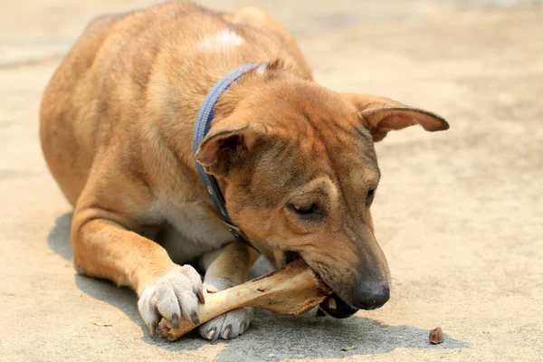 床に寝そべって骨を食べる茶色のタイ犬 ストック画像