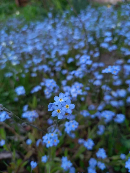 Wiosna Kwitnące Kwiaty Ogrodzie Pamiętać Płytkiej Głębi Pola Nie Zapomnij — Zdjęcie stockowe