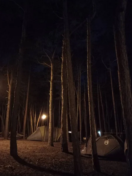 Gece Kamp Yapan Orman Kampının Güzel Manzarası — Stok fotoğraf