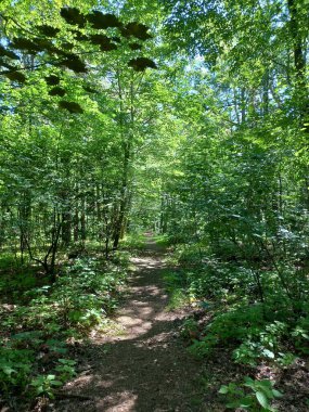 Güneşli bir günde, ormanda güzel bir patika görüntüsü.