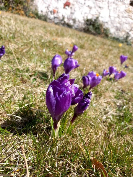 Fleurs Crocus Violet Dans Forêt — Photo